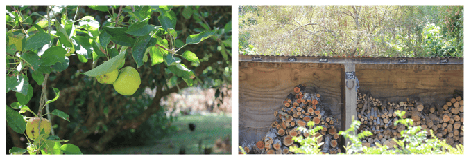 Apple tree and wood shed